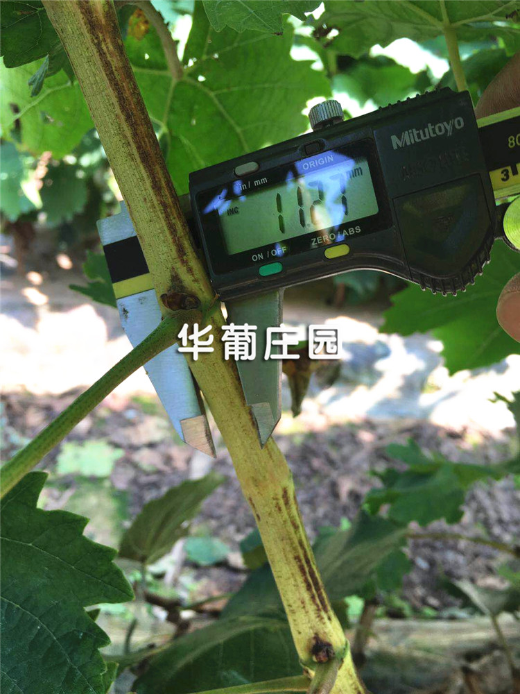 鞭炮倉(cāng)庫(kù)防雷工程 鞭炮倉(cāng)庫(kù)防雷工程